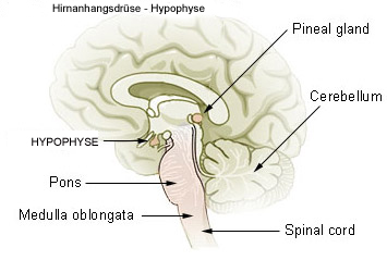 Hypophyse 